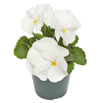 Виола Виттрока (Viola wittrockiana) Inspire Plus White, 100 семян