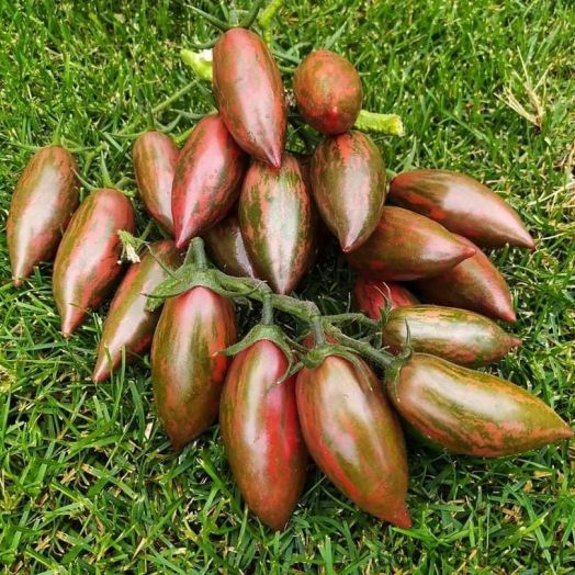 Томат Фиолетовый изумруд, 50шт семян