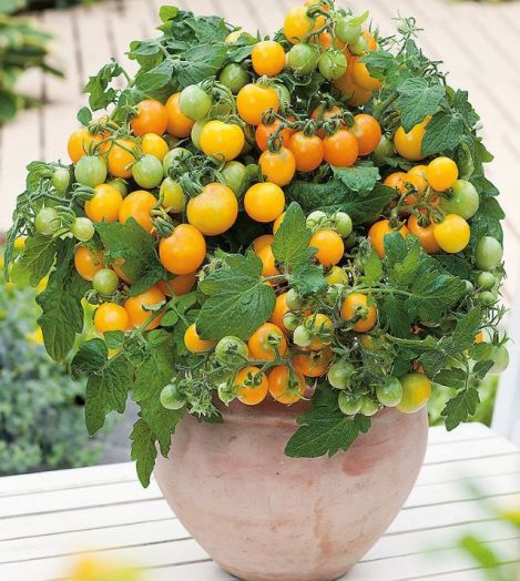 Томат детерминантный Тимоша, 50шт семян