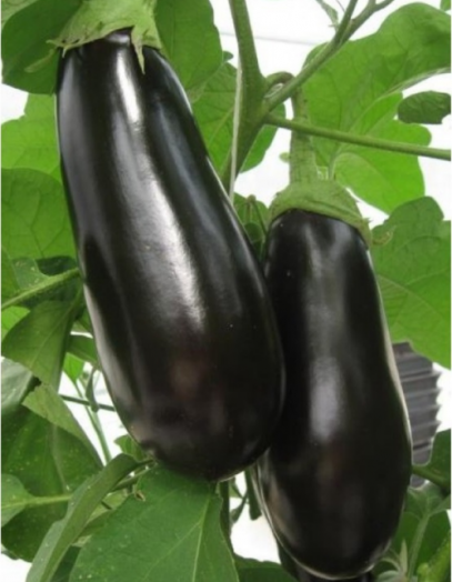 Баклажан Боярин F1, 1г семян