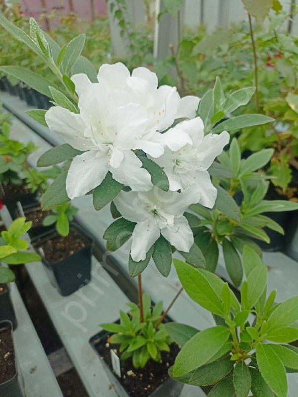 Азалия "Schnee" Белая