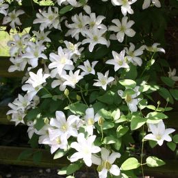 Клематис Хулдайн (Clematis Huldine)