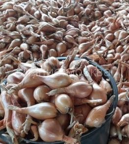 ​ЛУК ШАЛОТ СОРОКОЗУБКА 0,5 кг