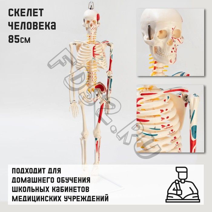 Макет "Скелет человека" 85см