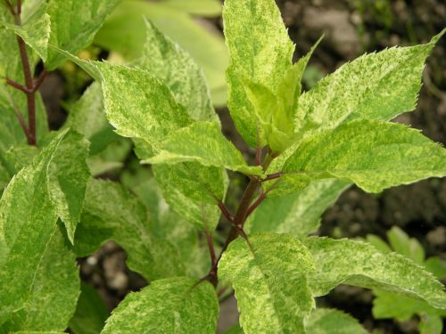 Shikoku Flash, Шикоку Флэш