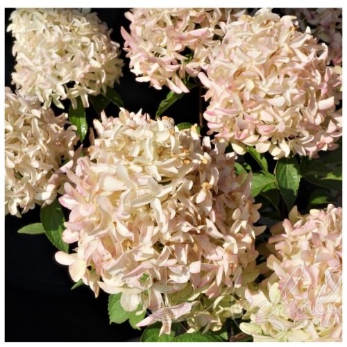 Гортензия метельчатая Скайфолл (Skyfall)