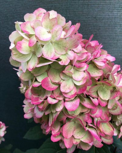 Гортензия метельчатая `Bloody Marie` = `Bonfire`