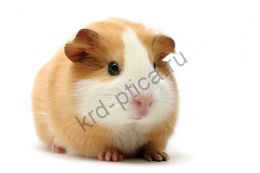 Гладкая морская свинка (Cavia porcellus)