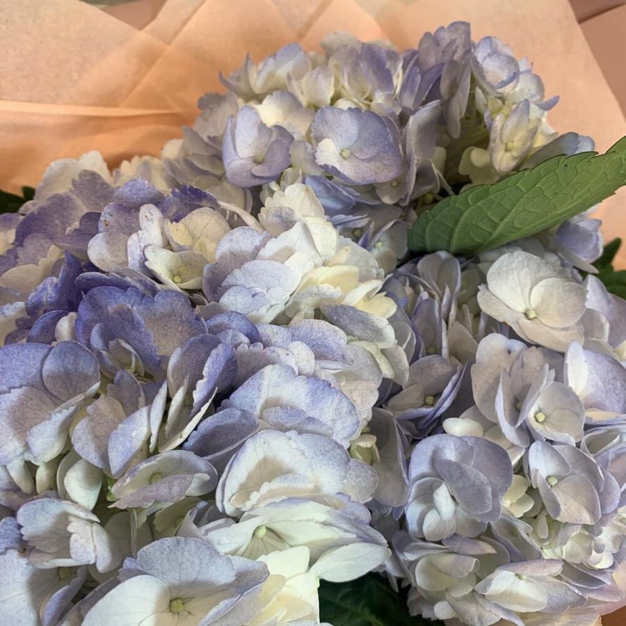 Букет фиолетовые гортензии