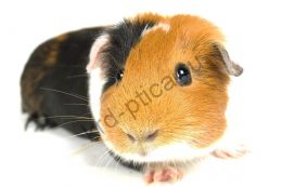 Селф морская свинка (Cavia porcellus)