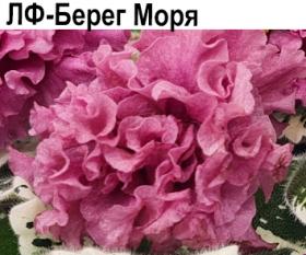 ЛФ-Берег Моря (Федосеева)