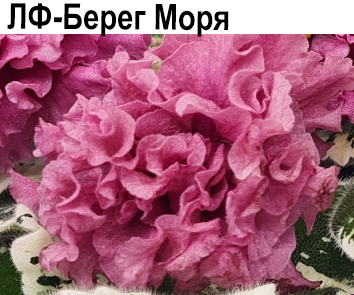 ЛФ-Берег Моря (Федосеева)