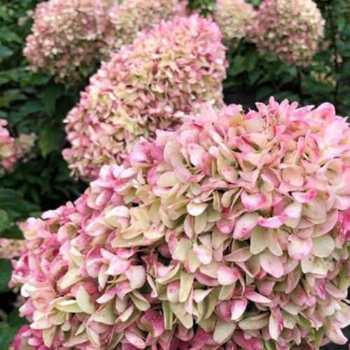 Гортензия метельчатая "Коттон Крем" (Cotton Cream)