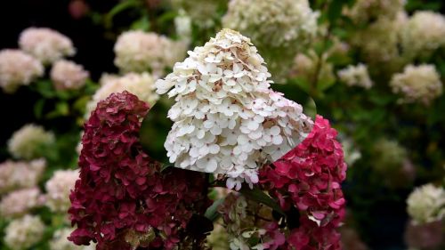 Гортензия метельчатая Самарская Лидия