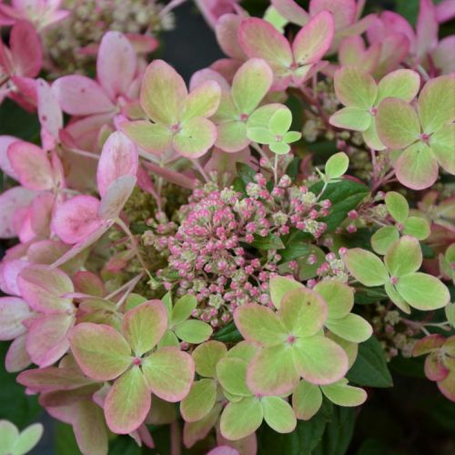 Гортензия Пастель Грин (Pastelgreen)