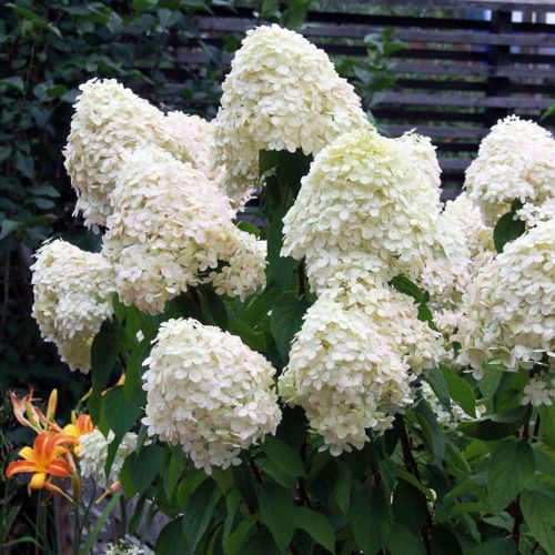 ГОРТЕНЗИЯ МЕТЕЛЬЧАТАЯ "ФАНТОМ"