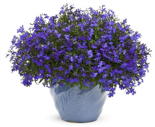 Лобелия еринус (Lobelia erinus) Palace Blue, 100 мультидраже