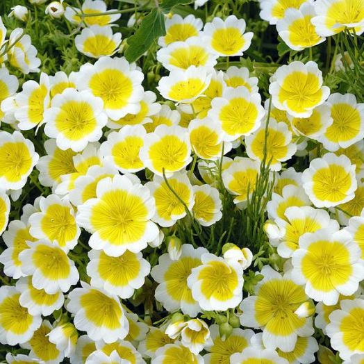 Лимнантес Дугласа (Limnanthes douglasii), 1г семян