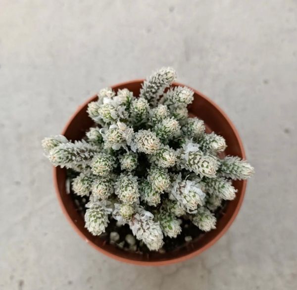 Avonia recurvata (Авония отогнутая)