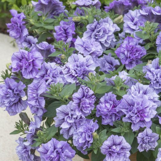 Петуния SUGAR VIOLETS