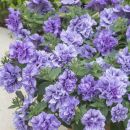 Петуния SUGAR VIOLETS