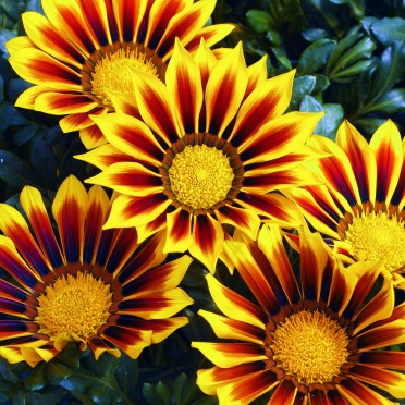 Гацания жестковатая (Gazania rigens) Kiss Yellow Flame, 100 семян
