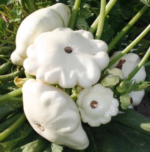 Патиссон Чебурашка, 50шт семян