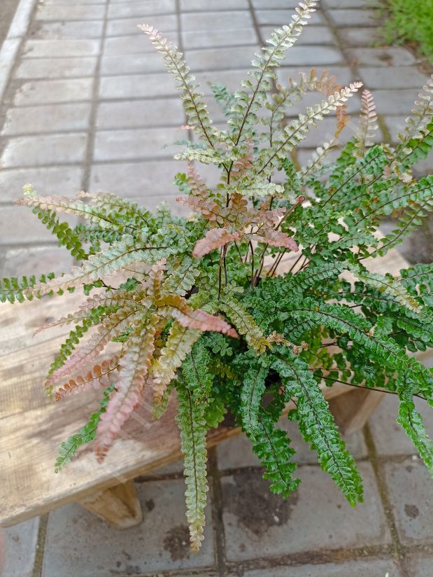 Адиантум "Хиспидилум Руби" или Мелкоопушенный