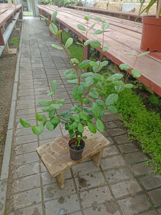 Фейхоа комнатный