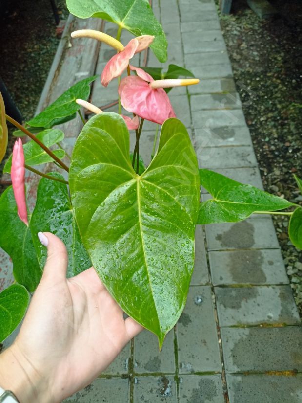 Антуриум Адрианум Розовый