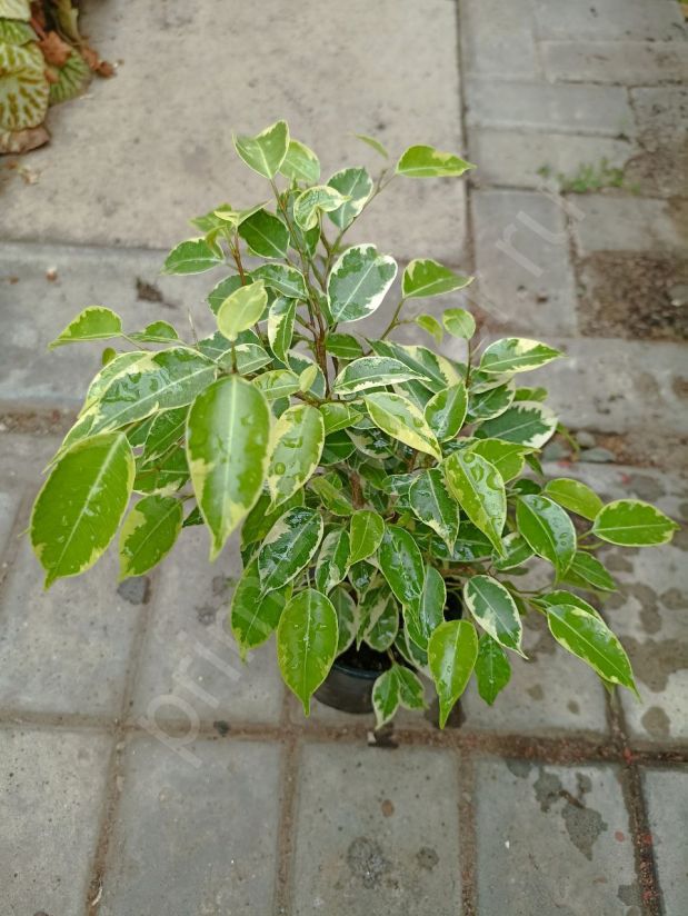 Фикус Бенджамина Буши Кинг