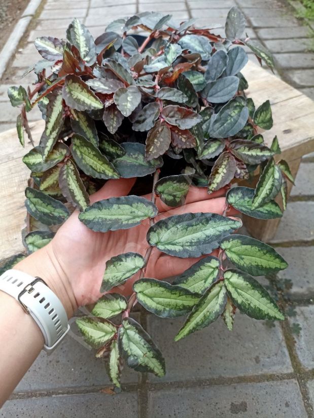 Пеллиония "Даво"