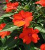 Бальзамин SunPatiens® Compact ELECTRIC ORANGE