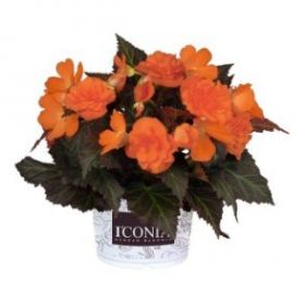 Бегония ампельная I'CONIA  Portofino Dark Orange