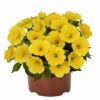 Петуния Potunia Canary Yellow 2025