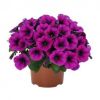 Петуния Sweetunia® Purple 2024