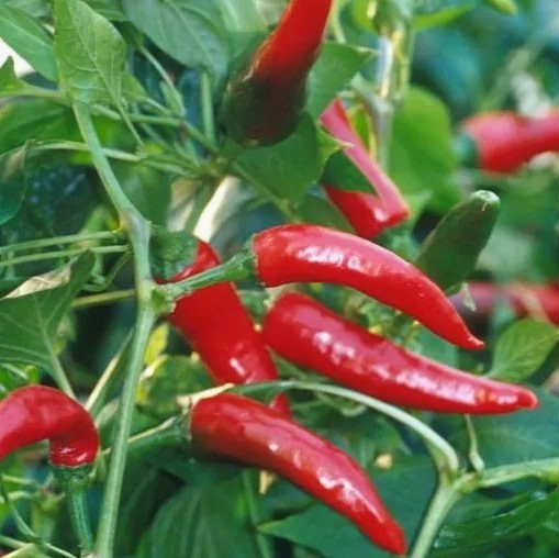 Перец острый Огненный вулкан, 50шт семян