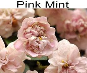 Pink Mint мини трейлер