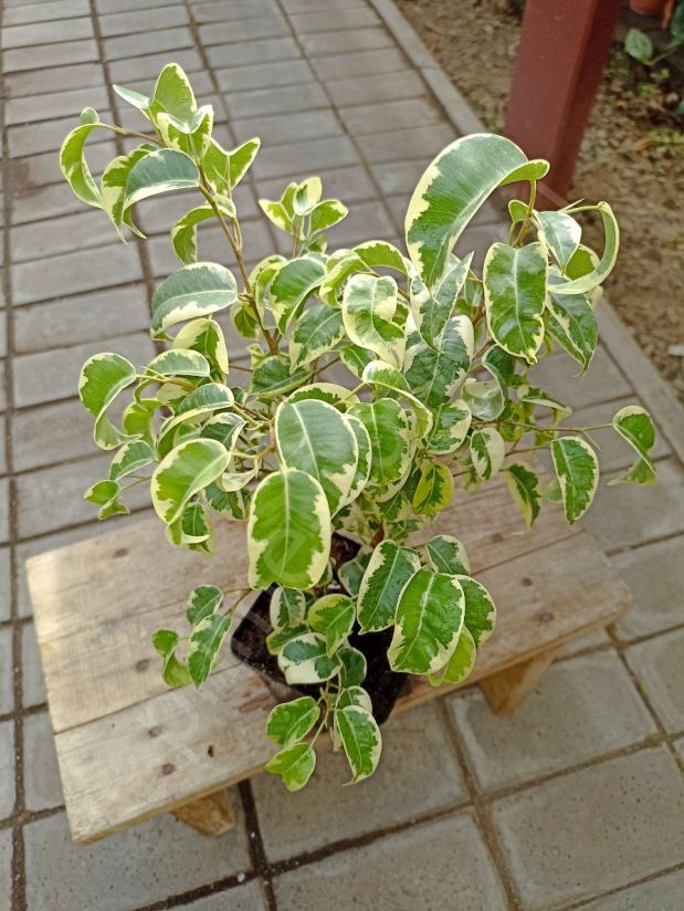 Фикус Бенджамина Ирэн вариегатный