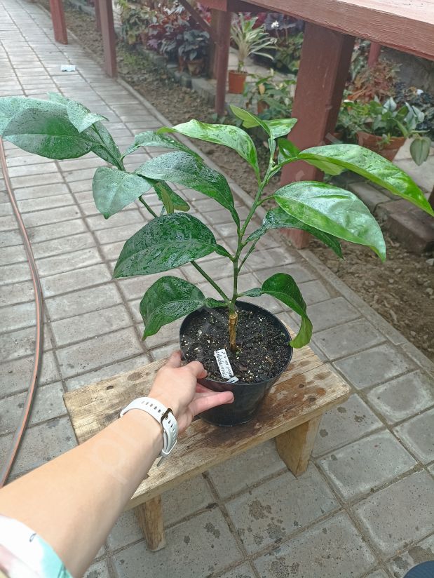 Грепфрут (Привит на Павловский лимон)