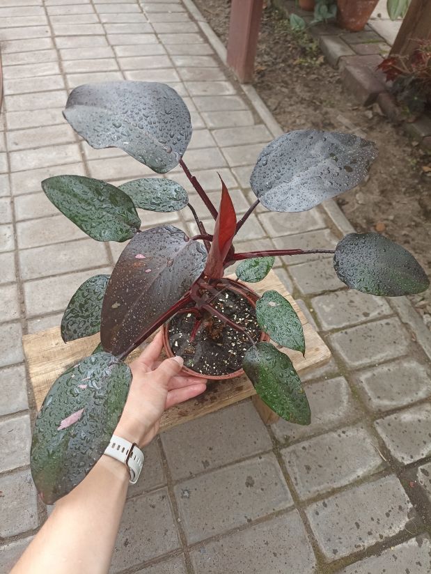 Филодендрон Pink Princess (Розовая принцесса)