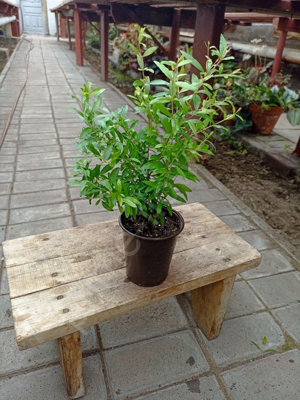 Гранат комнатный