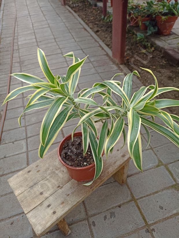 Драцена "Песня Индии"