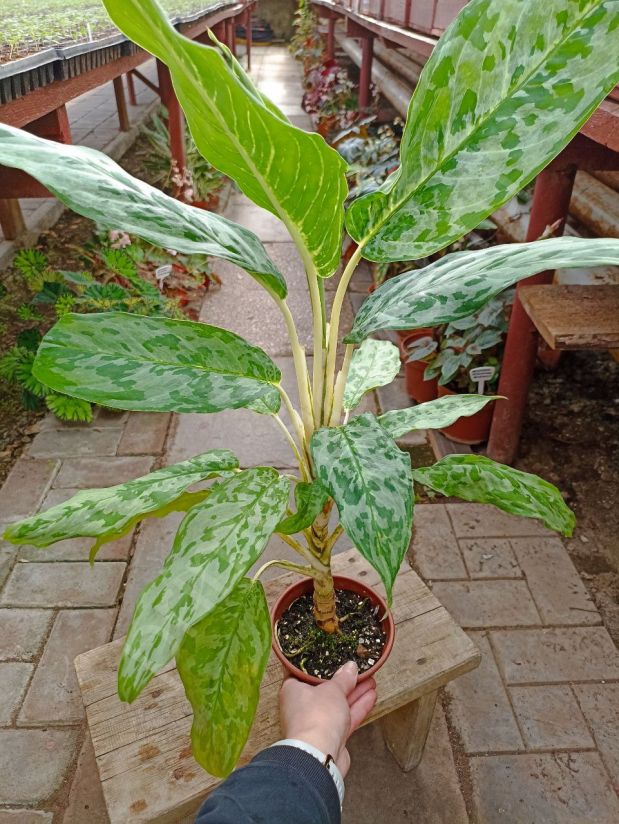 Аглаонема Павлин