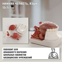 Макет "Нижняя челюсть, язык", 10*7*7см