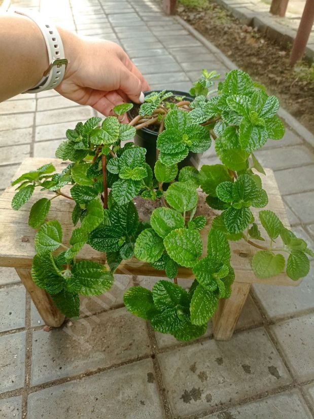 Пилея монетолистная