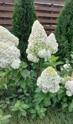 Гортензия метельчатая Полар Бир