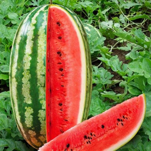 Арбуз Волжанин, 50шт семян