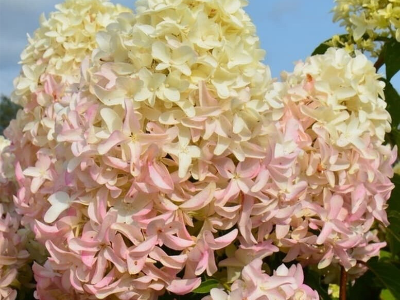 Гортензия метельчатая Скайфол