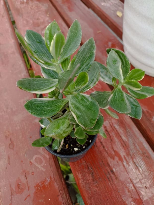 Толстянка "Денежное Дерево"